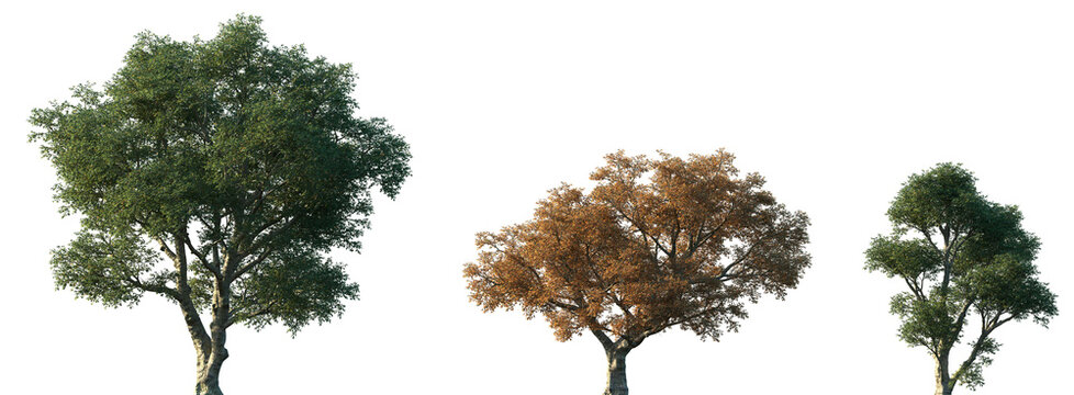 Set of summer and autumn Quercus suber (commonly called the cork oak) isolated png in sunny daylight on a transparent background perfectly cutout	