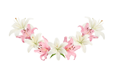 White and pink lily flowers arranged in a curved floral frame on white. Elegant botanical border with copy space for Easter, wedding invitations, greeting cards, spring and religious design.