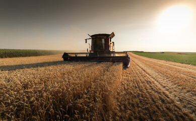 Combine harvester in field wheat