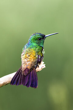 The snowy-bellied hummingbird, Saucerottia edward, also known as snowy-breasted