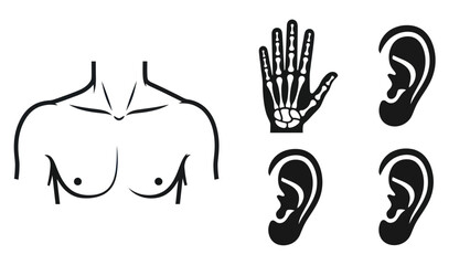 Obraz premium Medical illustrations of human anatomy parts in a simple black and white design