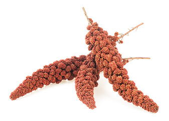 Red millet twigs isolated on a white background. Italian millet. Red millet seeds. Healthy food for diabetes persons.