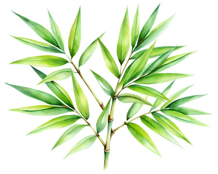 bamboo leaves isolated water color illustration bamboo, leaf, food, rosemary, growth, garden, ingredient, foliage, spring, grass, herb, branch, isolated, plant, nature, white, tree, leaves, fresh, her