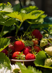 Fresh organic strawberries harvested in a bowl outdoors