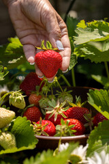 Hand picking fresh organic strawberries from garden plant
