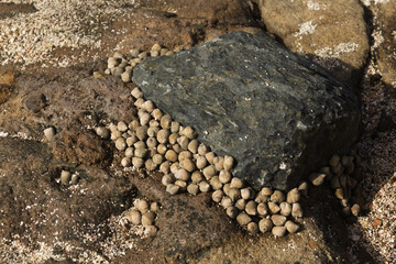 Fauna of Gran Canaria - many small seasnails, Littorina striata, striped winkles, on a volcanic rock, EL Confital beach
