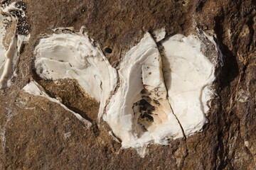 Fossilized remains of  oyster-like bivalve mollusc from miocene geological epoch found on El Confital beach on the edge of Las Palmas de Gran Canaria 
