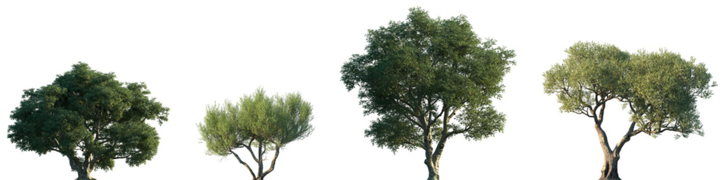 Set of Quercus suber and Olea europaea (The olive) frontal set street trees isolated png on a transparent background perfectly cutout