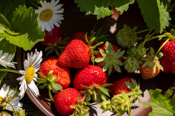 Freshly picked strawberries and daisies in a rustic bowl