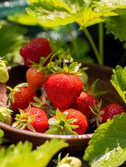 Fresh organic strawberries picking in garden bowl