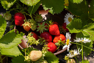 Freshly picked strawberries in a bowl with daisy flowers