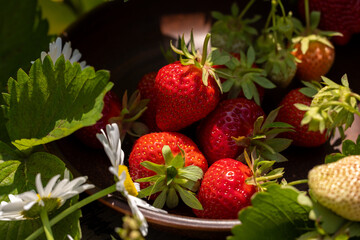 Ripening strawberries in bowl among green leaves and daisies