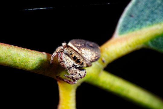 Simaethula aurata Golden Jumping Spider