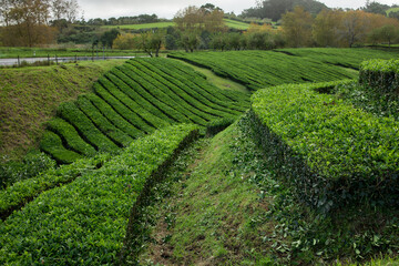 Tea plantation rows forming natural patterns on S&atilde;o Miguel Island