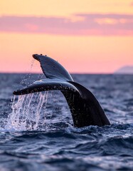 Whale tail rising at sunset