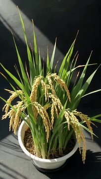 detailed 4K educational stock video focusing on grains of rice scientifically known as Oryza sativa emphasizing its global agricultural importance historical role in civilization and significance as