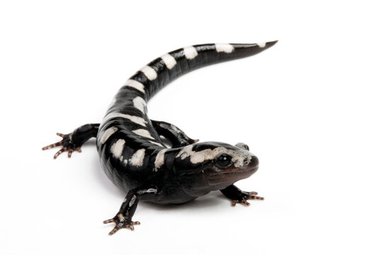 Marbled salamander // Marmor-Querzahnmolch, Marmorsalamander (Ambystoma opacum)
