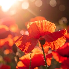 Vibrant poppy field bathed in sunlight