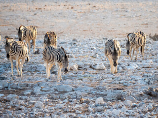 Small group of zebras on their way to the waterhole. Taken in Etosha National Park.