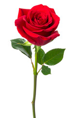 red rose isolated on transparent background