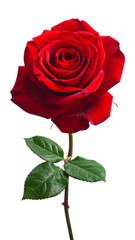 red rose isolated on transparent background