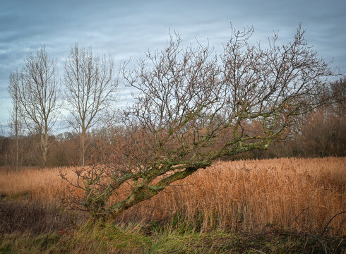 trees in the field