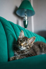 Close-up of a fluffy striped kitten relaxing on a stylish green couch. The kitten has expressive golden eyes and long whiskers, looking directly at the camera