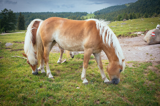 Pferde, Haflinger, Alm