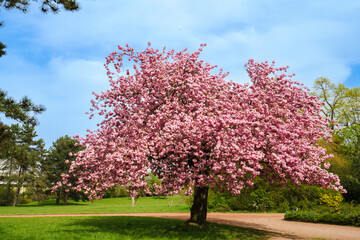 Stunning wide shot of a large cherry tree covered in vibrant pink blossoms. Located in a lush green public park with walking paths