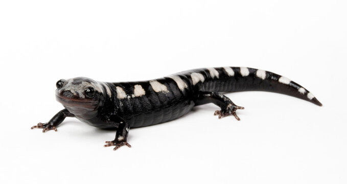 Marbled salamander // Marmor-Querzahnmolch, Marmorsalamander (Ambystoma opacum)