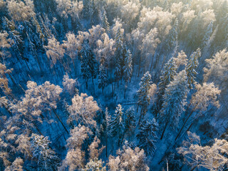 Aerial View of Snow Covered Winter Forest in Morning Sunlight
