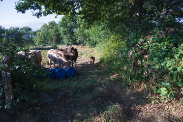 cows standing and feeding in a rural farm corral, surrounded by hay and soft afternoon light. Natural countryside livestock scene.