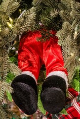 Christmas Santa Claus  fallen into a pine Christmas tree. 