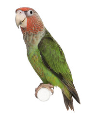 Naklejka premium “Colorful Birds of the World Illustration Featuring Flying and Perched Birds, Tropical and Wild Bird Species in Nature, Perfect for Wall Art, T-Shirt Design, Posters, Stickers, and Stock Photography”