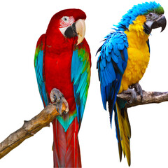 Naklejka premium “Colorful Birds of the World Illustration Featuring Flying and Perched Birds, Tropical and Wild Bird Species in Nature, Perfect for Wall Art, T-Shirt Design, Posters, Stickers, and Stock Photography”