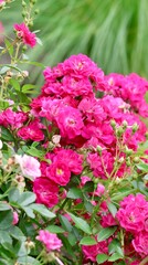 Fototapeta premium a bush of pink roses in the garden