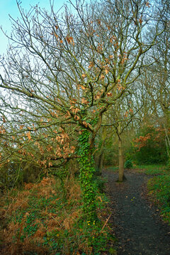 Winter Tree Colours