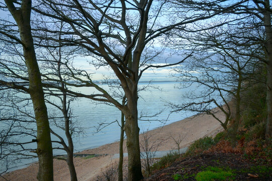 The Shore through the trees