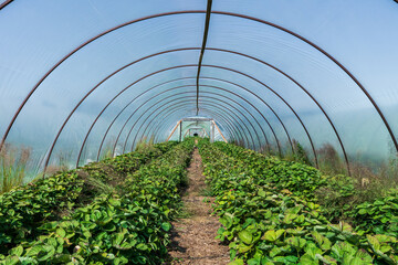 Strawberry plants growing inside a long plastic greenhouse tunnel, with green leaves lining rows along a narrow path