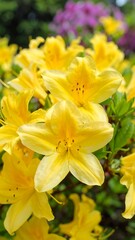 Bright yellow flowers in bloom