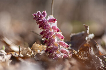 Lathraea squamaria common toothwort parasitic plants in bloom, woodland wild flowering flowers