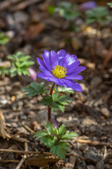 Anemone blanda Grecian winter windflower flowers in bloom, beautiful ornamental blue purple violet plant in bloom in springtime