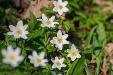 Anemonoides nemorosa wood anemone white flower in bloom, springtime flowering bunch of wild plants