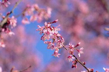 Prunus campanulata bellflower cherry okame flowering early spring ornamental tree, beauty small like bell pink flowers in bloom