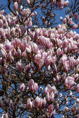 Magnolia soulangeana also called saucer magnolia flowering springtime tree with beautiful pink white flower on branches