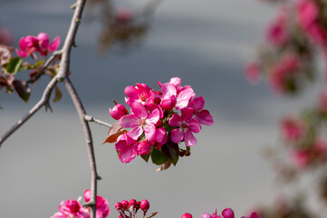 Ornamental malus royalty beautiful apple flowering tree, springtime, purple pink flowers in bloom on branches