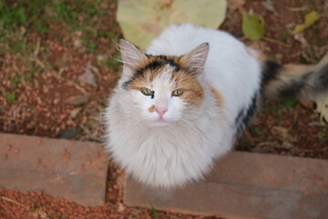 A cat, a yellow cat among the grass

