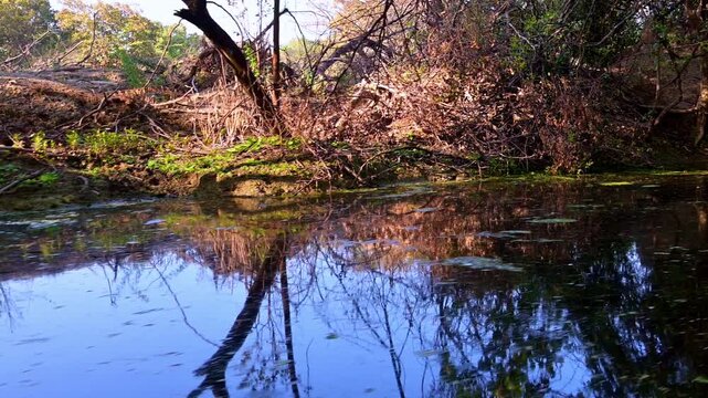 Thin, gnarled tree roots and fallen leaves from Kadam or Babul species cling to a sandy bank, reflecting in the calm within the sanctuary at keoloadeo national park, Bharatpur.