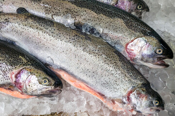 Fresh Whole Rainbow Trout on Ice at Seafood Market Display © Zigmunds