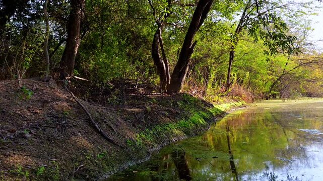 Dense thicket of Kadam and Babul trees lines a winding marshland path, reflecting the thick forest character of this UNESCO World Heritage site  at keoloadeo national park, Bharatpur.